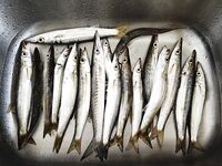 Ко Лан, Тайланд - дропшот с силиконом, дневная береговая ловля