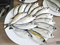 Ко Лан, Тайланд - дропшот с силиконом, дневная береговая ловля