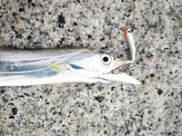 Бан Ампур, Тайланд - рыба сабля с берега на пилькеры 10 г, раздача до 16:45