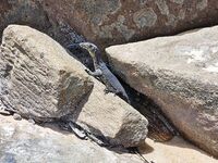 Као Лак, Тайланд - береговой спиннинг в прибой, пилькер и отводной, джек