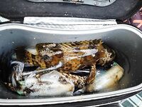 Ко Лан, Тайланд - пляжная спиннинговая ловля на воблеры и кальмара, груперы