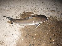 Порт Муйне: мелкий крючок, креветка, редкие сомики и толпа зрителей