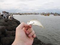 Порт Муйне: мелкий крючок, креветка, редкие сомики и толпа зрителей