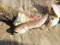 Порт Муйне: мелкий крючок, креветка, редкие сомики и толпа зрителей