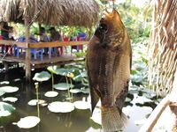 Муйне: тилапия в кафешке у дороги, темп 3 кг в час и соус