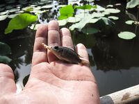 Муйне: тилапия в кафешке у дороги, темп 3 кг в час и соус