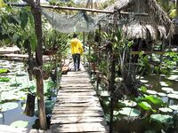 Муйне: тилапия в кафешке у дороги, темп 3 кг в час и соус