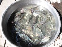 Муйне: тилапия в кафешке у дороги, темп 3 кг в час и соус