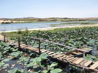 Озеро лотосов: поплавок в тени, гурами и карп, цены в кафешке