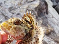 Пляж Парагон, Нячанг: микроджиг и колебалки по рифу с берега весь день