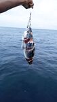 Морская рыбалка на Ханамуди, Мальдивы: попперы, стики, джиг, лучше всего джиг