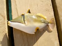 Хургада марина, отвес с пирса: макароны и сыр насадкой по ставриде