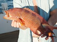 Красное море - Египет: троллинг, донка, кальмары и жизнь на яхте за 4 дня