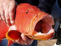 Красное море - Египет: троллинг, донка, кальмары и жизнь на яхте за 4 дня