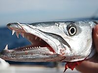 Красное море - Египет: троллинг, донка, кальмары и жизнь на яхте за 4 дня