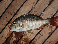 Красное море - Египет: троллинг, донка, кальмары и жизнь на яхте за 4 дня