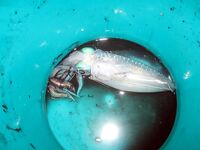 Морская рыбалка на Красном море, Египет: всё официально и доступно