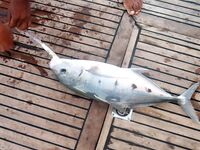 Морская рыбалка на Красном море, Египет: всё официально и доступно