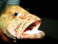 Морская рыбалка на Красном море, Египет: всё официально и доступно