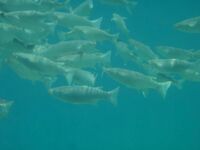 Морская рыбалка в Хургаде: ночные вылазки, кальмар в наживке, фото позже