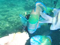 Морская рыбалка в Хургаде: ночные вылазки, кальмар в наживке, фото позже