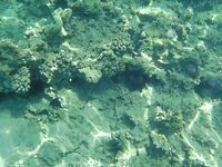 Морская рыбалка в Хургаде: ночные вылазки, кальмар в наживке, фото позже