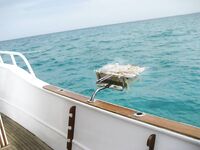 Морская рыбалка на рифе Святого Джона: неделя джига и поппинга на лайвборде