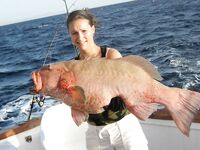 Морская рыбалка на рифе Святого Джона: неделя джига и поппинга на лайвборде