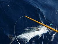 Морская рыбалка на рифе Святого Джона: неделя джига и поппинга на лайвборде