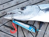 Морская рыбалка на рифе Святого Джона: неделя джига и поппинга на лайвборде