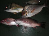 Куба, летняя рыбалка и подготовка к январю, снасти и фотки, планы