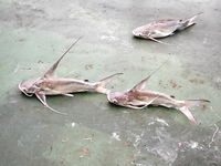 Куба, Мексика, Коста-Рика, отпускной отчёт по морской ловле у рифов