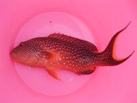 Хургада - бюджетный морской тур за 40$, рыбалка, рифы и полный улов