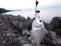 Пляж Варадеро: местный с червями и ромом, вечерний лайтовый спин