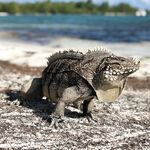 Кайо-Ларго, Куба: троллинг и кастинг по свалам, барракуды, GT, тарпон