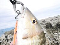 Варадеро, вечерний кастинг с пирса по барракуде и саргану