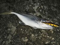 Варадеро, вечерний кастинг с пирса по барракуде и саргану