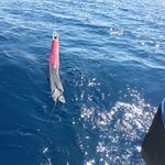 МОРСКАЯ РЫБАЛКА НА КУБЕ: бассы в лагунах и поиск тарпона у мангров