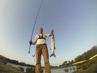 Мостики у виллы Дюпон, Варадеро, Куба: баракудки и морской окунь