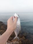 Бахрейн, берег: русскоязычные рыбаки и первые выезды со спиннингом