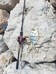Старый мол Манамы: наконец влетел golden trevally, хоть и небольшой