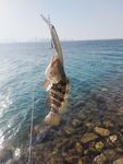 Старый мол Манамы: наконец влетел golden trevally, хоть и небольшой