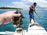 Панглао, Бохоль - лодка к Баликасаг, буй, ноль поклёвок и ожоги