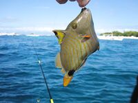 Панглао, Бохоль - лодка к Баликасаг, буй, ноль поклёвок и ожоги