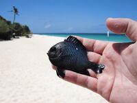 Пука Бич, остров Боракай - дрейф с маской, тень и ноль трофеев