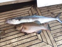 Хургада - троллинг с Андреем, баракуда, окунь и каранкс