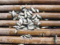 Боракай, D'mall - пруд с тиляпией, червь от ребят, карасики нон-стоп