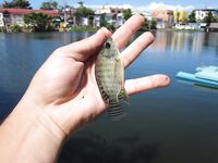 Боракай, D'mall - пруд с тиляпией, червь от ребят, карасики нон-стоп