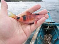 Пука Бич, Боракай - лодка, дрейф 10-15 м, коралловая мелочь и синниганг