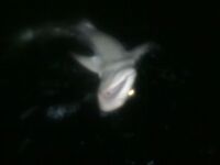 МОРСКАЯ РЫБАЛКА НА МАЛЬДИВАХ: декабрь, лодка Мишель, сафари 10 дней